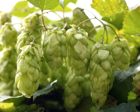 Craft A Custom Brewing Corner: Growing Hops Proves to Be Simple and Fulfilling
